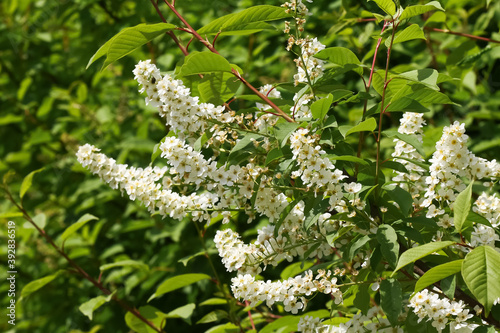 Weiße Blüten des Faulbaums, Rhamnus frangula