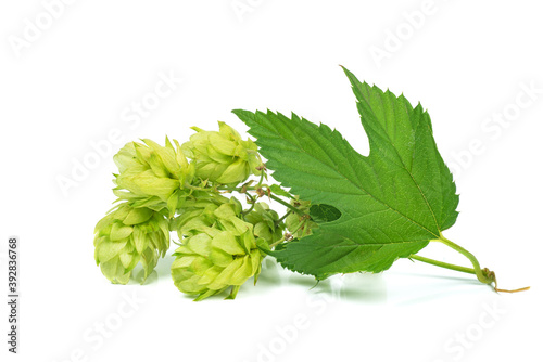 Hop branches with cones and green leaves, isolated on a white background