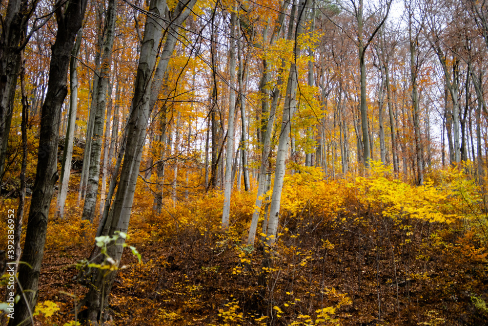 Fototapeta premium Jesienny las