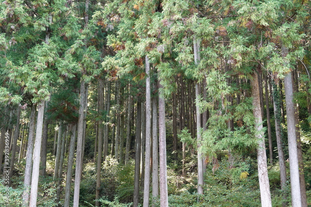 Fototapeta premium 管理されている杉林