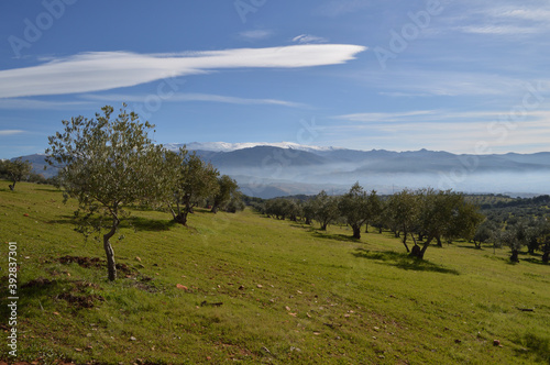 Sierra Nevada and Olive Grove Trees seen from Dehesa del Generalife in Granada, Spain