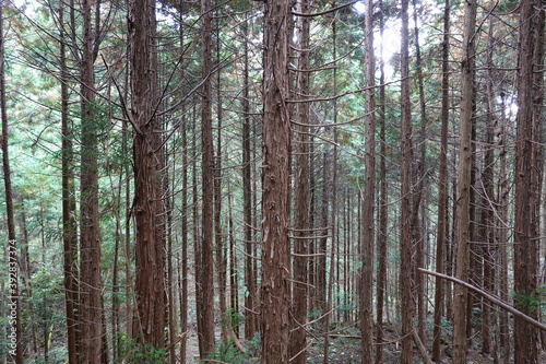 放置された檜林