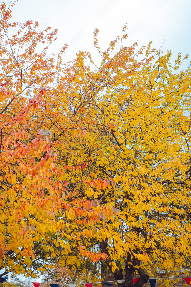 Autumn red, yellow and brown leaves on tree branches Autumn red, yellow and brown leaves on tree branches