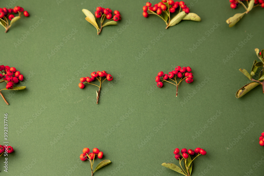 christmas background with red berries of pyracantha coccinea plant
