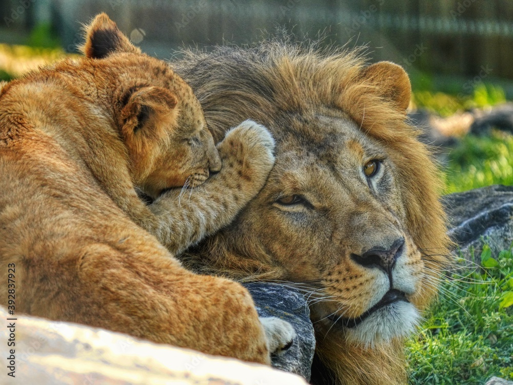Naklejka premium lion cub and lion playing