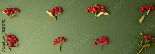christmas background with red berries of pyracantha coccinea plant