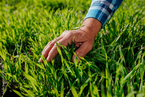 Quadro su tela Crop hand of anonymous male farmer in checkered shirt touching green lush grass