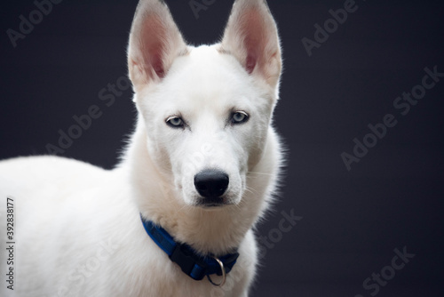 portrait of a white husky  suspecting