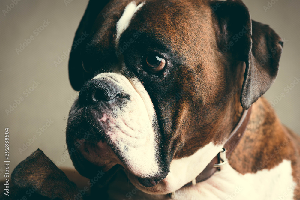 boxer portrait