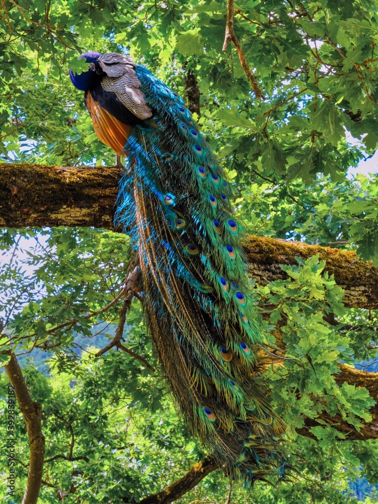 Naklejka premium peacock in the forest