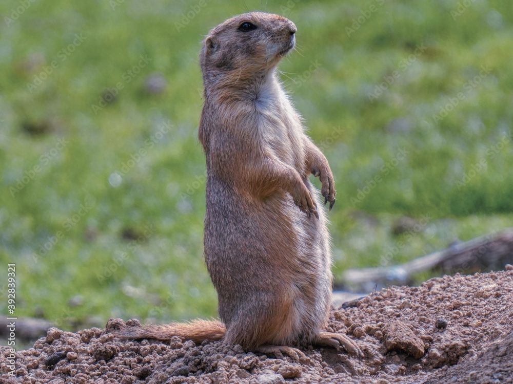Naklejka premium prairie dog on the ground