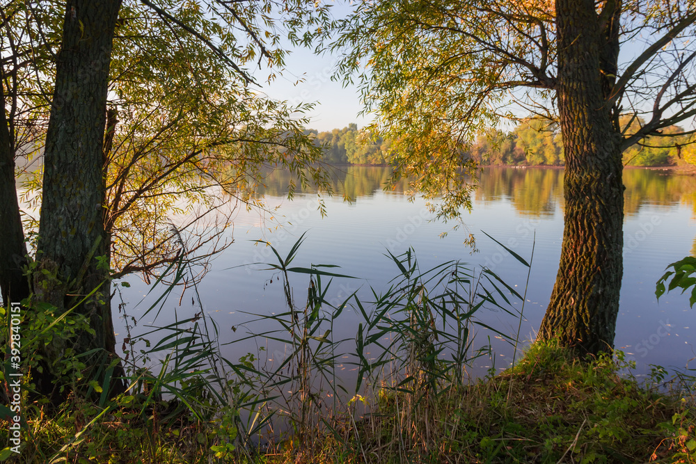 Shore of the pond with old willows in morning autumn Shore of the pond with old willows in morning autumn
