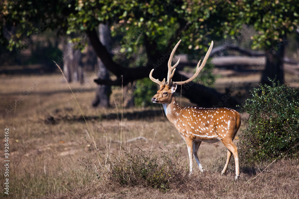 写真・グラフィック Male Deer Portrait - A4 Photo 写真・グラフィック Male Deer Portrait - A4 Photo 2,200+ Male Deer