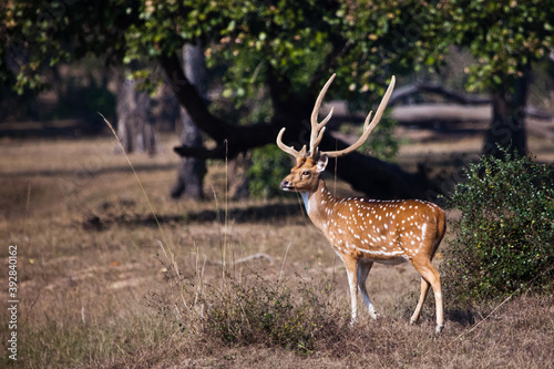 Tableau sur toile beautiful deer male Axis axis with branched antlers proudly stands in a clearing
