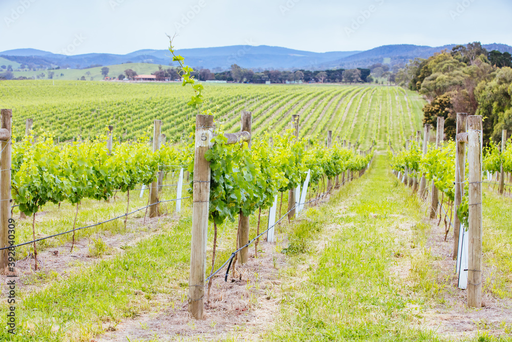 Fototapeta premium Yarra Valley Vineyard in Australia