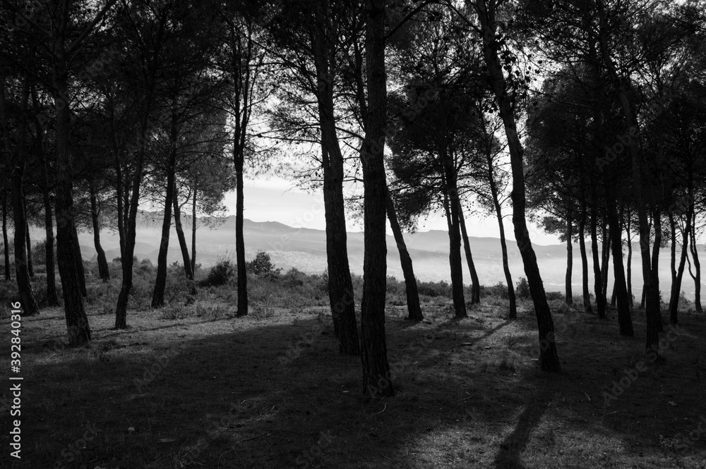Naklejka premium Forest with Trees in Granada, Spain