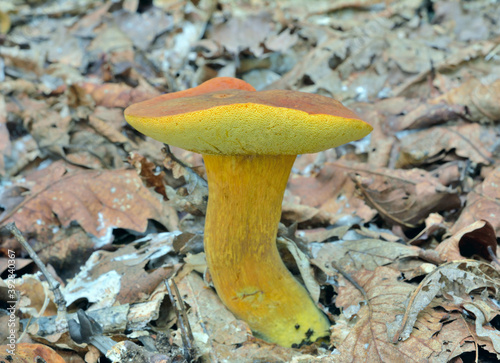 Edible mushroom (Boletus auripes) photo