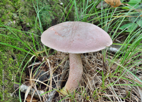 Edible mushroom (Leccinum chromapes)