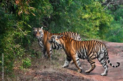 Two Bengal tigers in the park Bandhavgarh india. powerful big cats - brothers on a background of green jungle