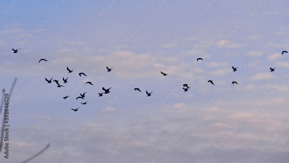 Fototapeta premium Flock of birds flying in the cloudy blue sky, England