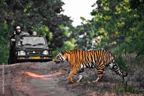A tiger crosses the road in front of a jeep. Bandhavgarh park, india