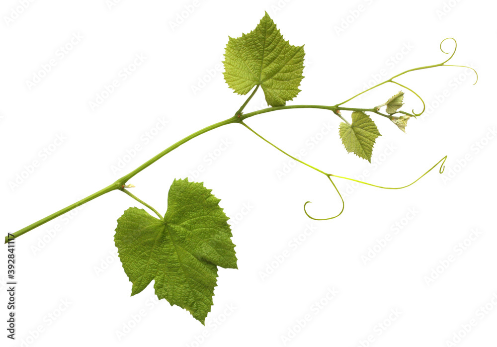 Fototapeta premium Branch of vine