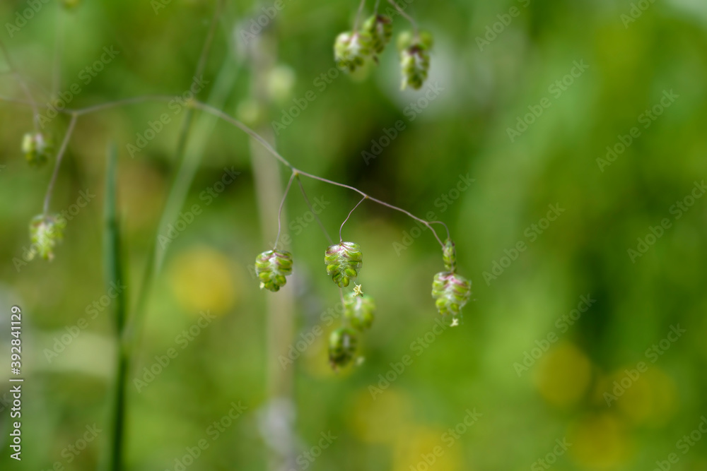 Common quaking grass