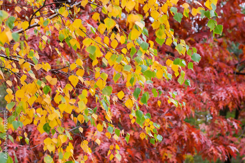 Birch branch with autumn leaves against the oak tree, background