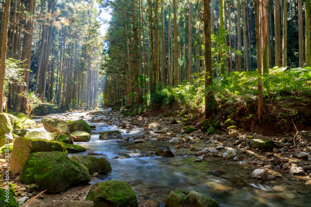 光芒の差し込む渓流 桑ノ木の滝(桑ノ木谷)和歌山県新宮市 Mountain stream where the light beam shines Kuwanoki waterfall Wakayama-ken Shingu- city 光芒の差し込む渓流 桑ノ木の滝(桑ノ木谷)和歌山県新宮市 Mountain stream where the light beam shines Kuwanoki waterfall Wakayama-ken Shingu- city