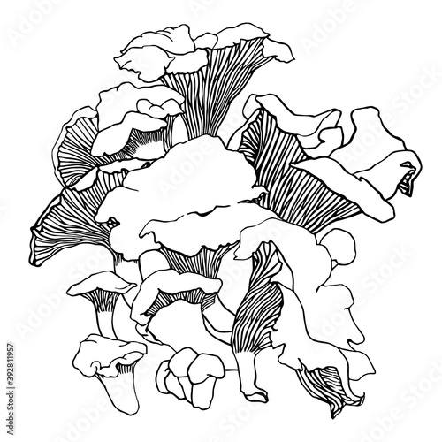 Black and white pattern with forest mushrooms. Graphic print with chanterelles. Hand drawn contours of mushrooms isolated on white. A graphic page for coloring.