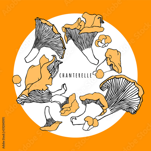 Forest mushrooms. Graphic print with chanterelles. Isolated drawing of outlines mushrooms. Illustration, a label for canned products.