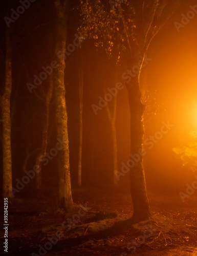Forest with fog and orange side light