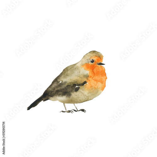 One Robin bird isolated on white background. Watercolor hand drawing illustration. Wet style aquarelle. Cute winter grey and orange bird. Perfect for print, card, poster.