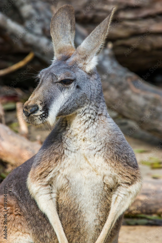 Fototapeta premium The female Red kangaroo (Macropus rufus), which is the largest of all kangaroos, the largest terrestrial mammal native to Australia, and the largest extant marsupial. 