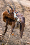 A blesbuck  (Damaliscus pygargus phillipsi) is licking ass. 
An antelope endemic to South Africa and Eswatini. It has a distinctive white face and forehead which inspired the name.