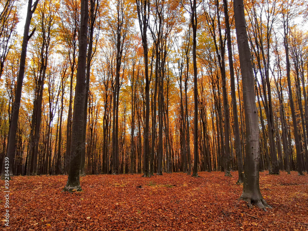 Autumn landscape in beech forest