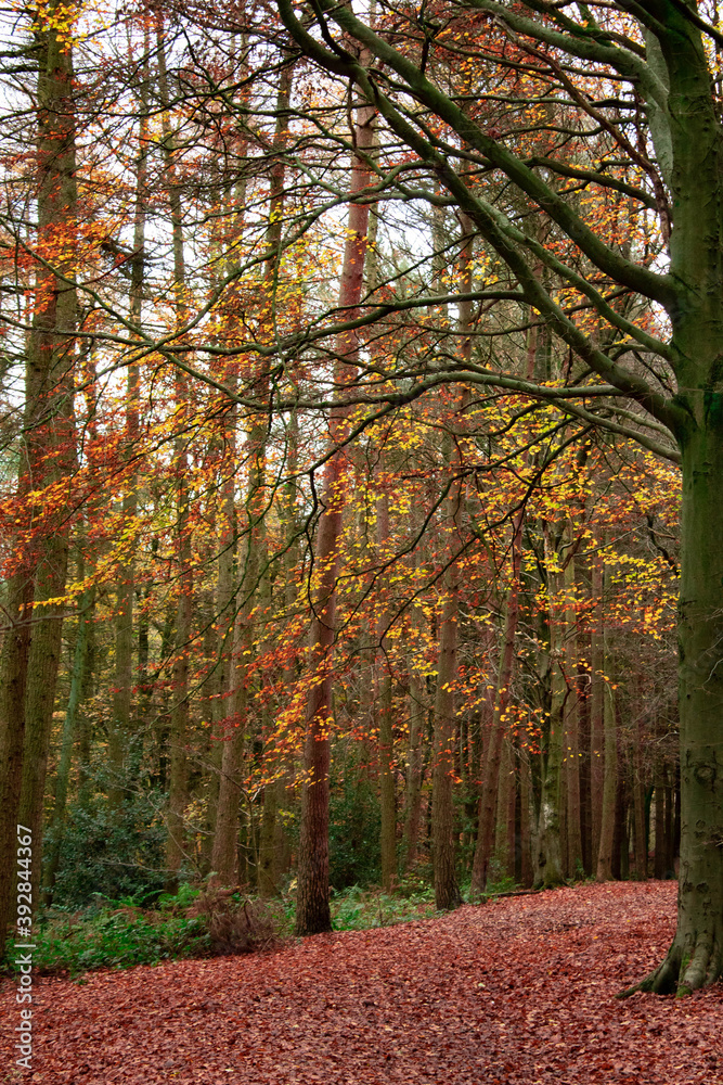Fototapeta premium Autumn Colours