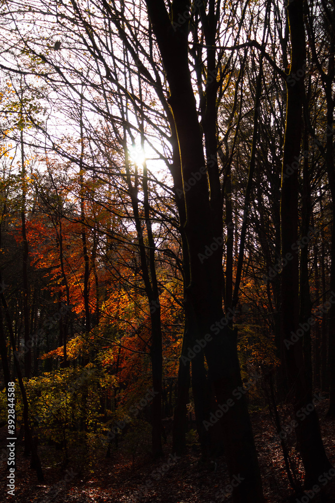 Fototapeta premium Autumn Leaves