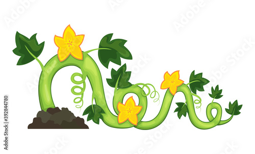 Part of life cycle of growth pumpkin plant on white background. Process flowering vegetable. Vector illustration in flat design