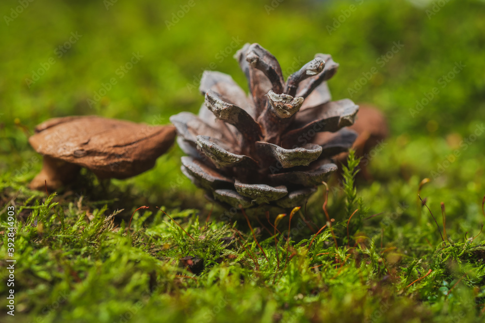 Still life. Coniferous tree cones lie on green moss- abstract background Still life. Coniferous tree cones lie on green moss- abstract background