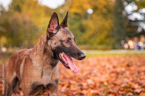 Active healthy happy dog of belgian shepherd malinois dog breed in autumn fall park full of leaves. Colorful autumn season.