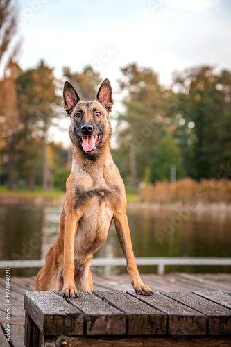 Active healthy happy dog of belgian shepherd malinois dog breed in autumn fall park full of leaves. Colorful autumn season.