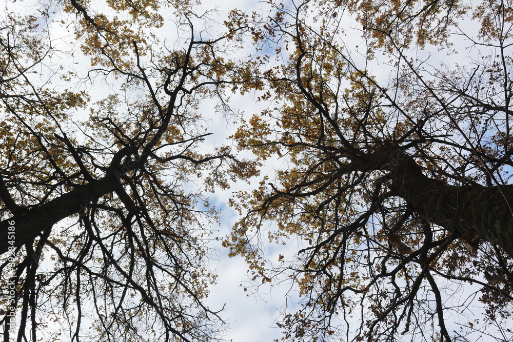 Fototapeta premium bottom-up view of the autumn sky through the branches of trees