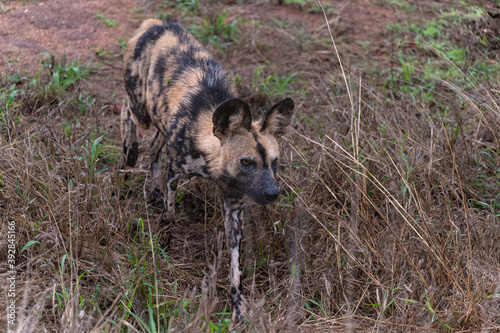 African wild dog approaching their prospective prey