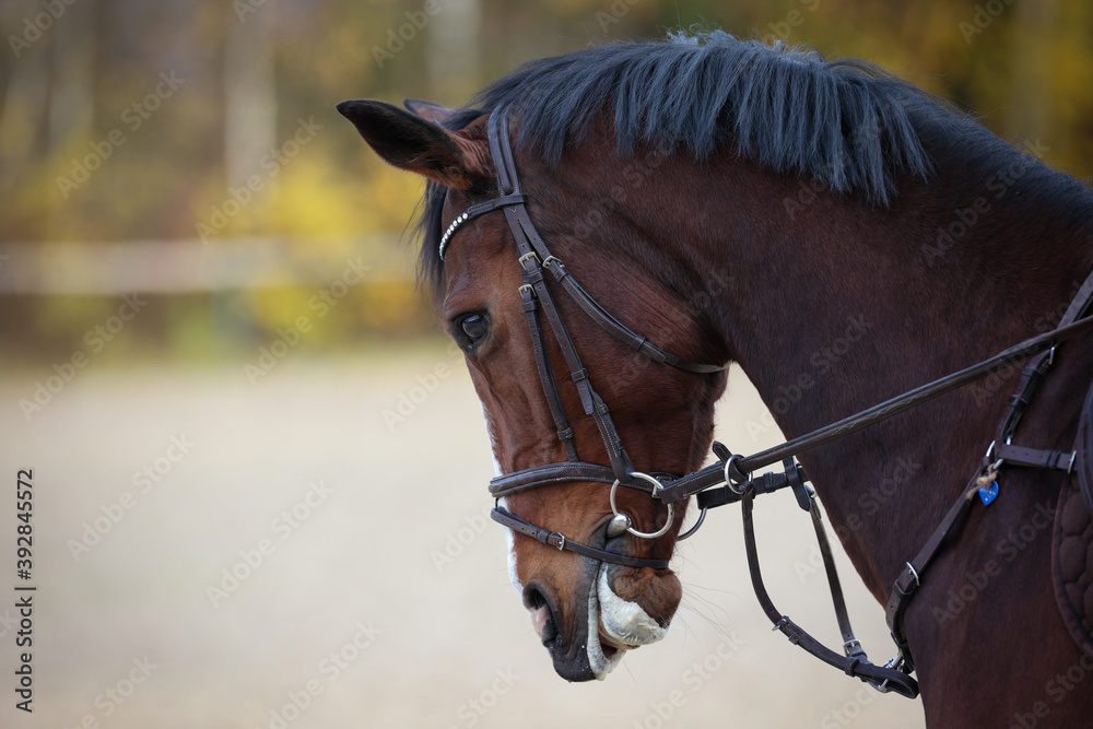 Obraz premium Horse strongly accepted during training..