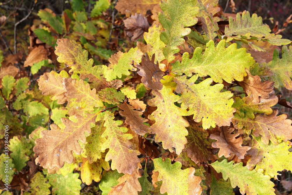 colorful autumn oak leaves close up colorful autumn oak leaves close up