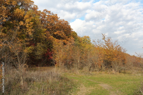 colorful autumn forest with blue sky and white clouds