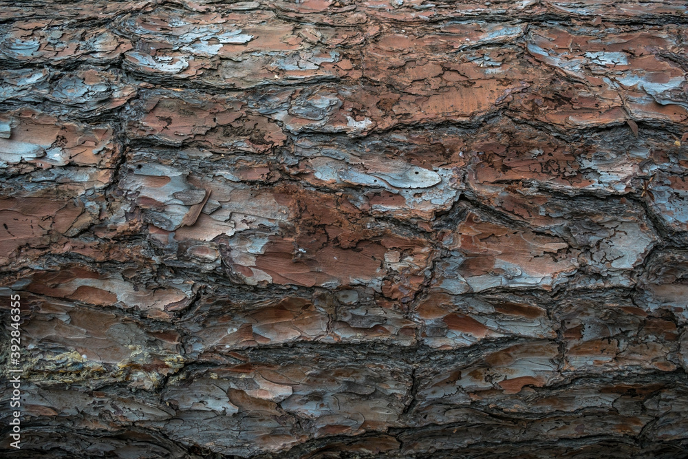 Background. Coniferous bark
