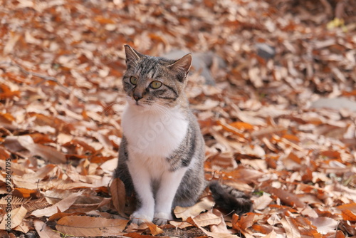 cat on the fallen foliage