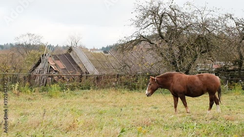 Horse on the field in front of the old house. Slow motions